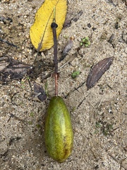 Passiflora cumbalensis