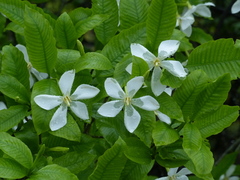 Gardenia resinifera