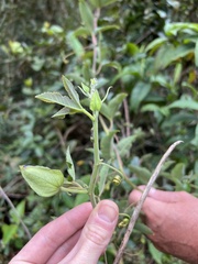 Passiflora cumbalensis