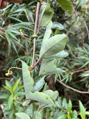 Passiflora cumbalensis