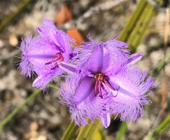 Thysanotus racemoides