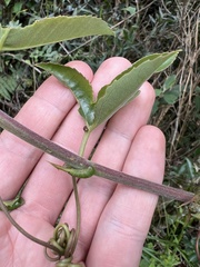 Passiflora cumbalensis