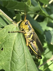 Melanoplus differentialis