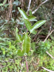 Passiflora cumbalensis