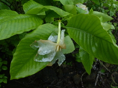 Gardenia resinifera