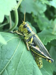 Melanoplus differentialis