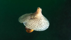 Akera bullata