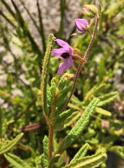 Thomasia petalocalyx