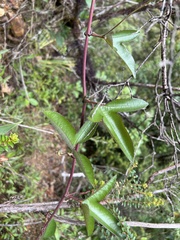 Passiflora cumbalensis