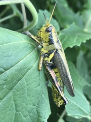 Melanoplus differentialis