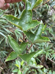 Passiflora cumbalensis