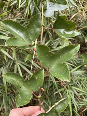 Passiflora cumbalensis