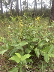 Baptisia simplicifolia