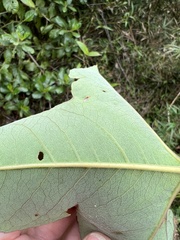 Passiflora cumbalensis