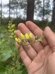Baptisia simplicifolia
