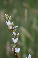 Libertia chilensis