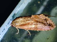 Stictopterinae