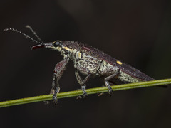 Rhinotia bidentata