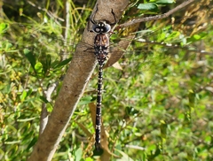Austroaeschna parvistigma