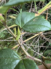 Passiflora loxensis