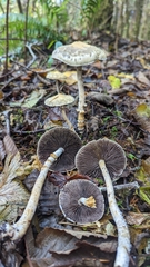 Stropharia ambigua