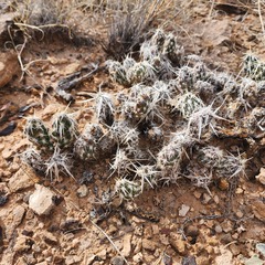 Grusonia clavata