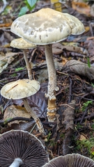 Stropharia ambigua