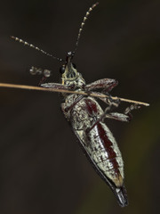 Rhinotia bidentata