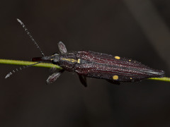 Rhinotia bidentata