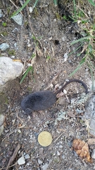 Sorex alpinus