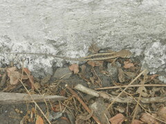 Stenocercus iridescens