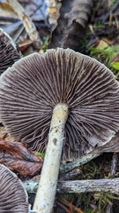 Stropharia ambigua