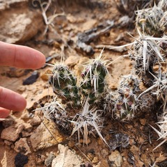 Grusonia clavata