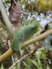 Passiflora loxensis