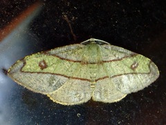 Hypochrosis hyadaria
