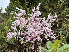 Cyrtochilum