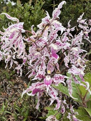 Cyrtochilum