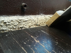 Leiobunum viridorsum