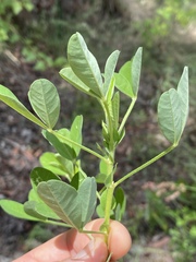 Crotalaria goreensis