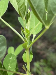 Crotalaria goreensis