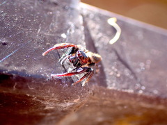 Opisthoncus nigrofemoratus