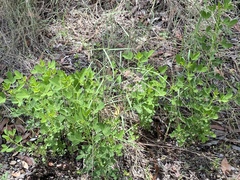 Crotalaria goreensis