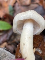 Zhuliangomyces illinitus