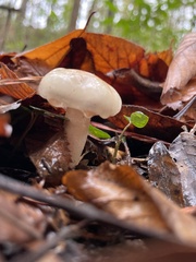 Zhuliangomyces illinitus