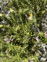 Orites revolutus