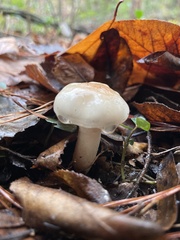 Zhuliangomyces illinitus