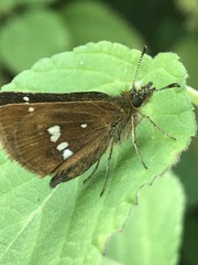 Piruna polingii