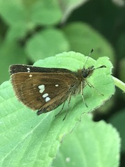 Piruna polingii