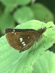 Piruna polingii