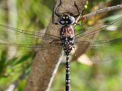 Austroaeschna parvistigma